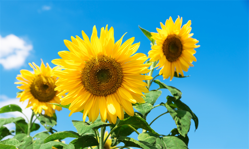 Manitoba Sunflower Festival