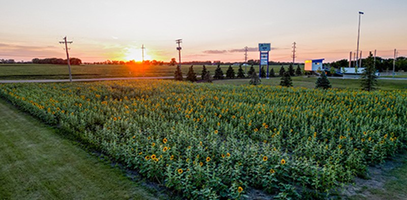 Manitoba Sunflower Festival